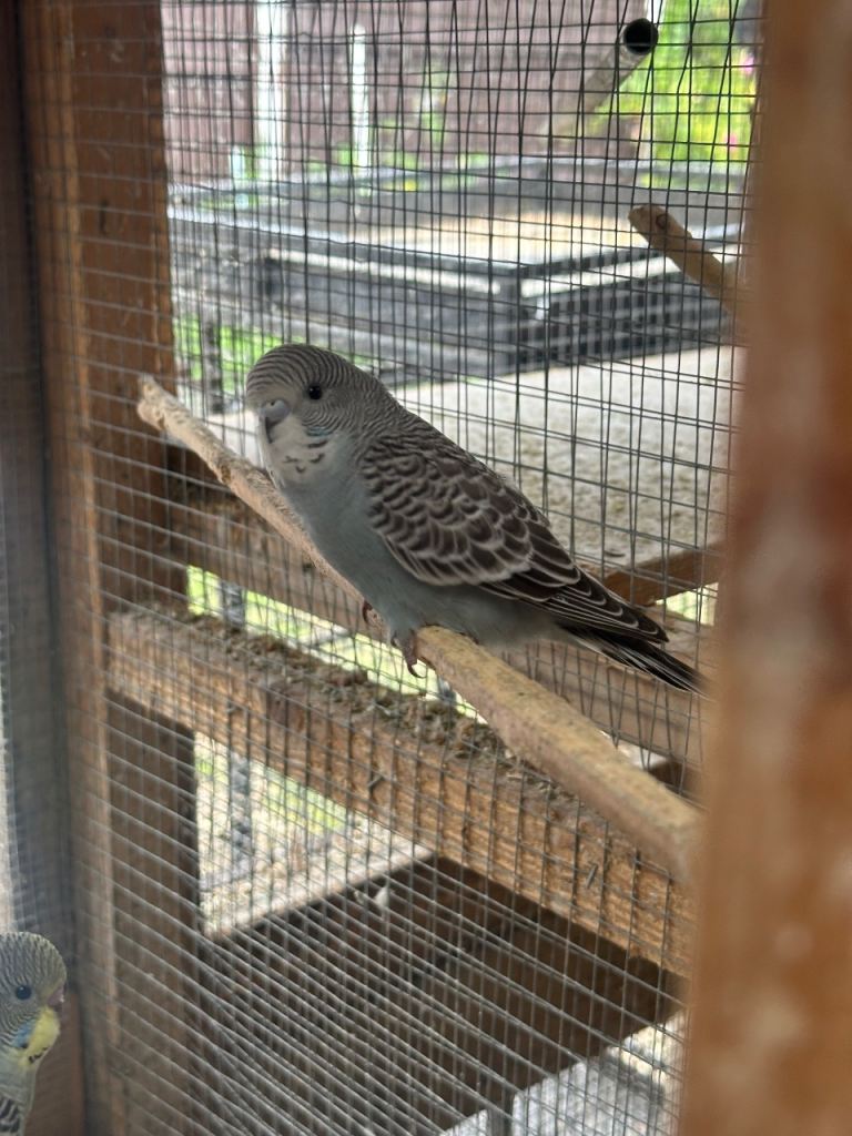 Tamed and Young budgies