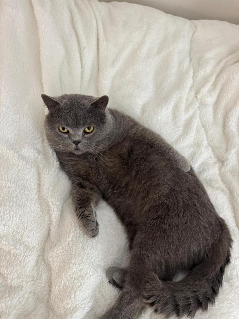 Rehome cat 