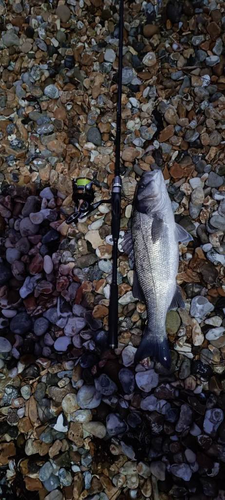 Daiwa Exceller Lure Fishing Setup Legalis C3000 Reel, Prorex Bag, Fortis Glasses,Huge Lure Selection