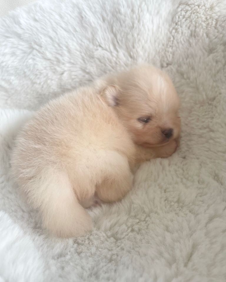 Outstanding KC Creme Pom boys available 
