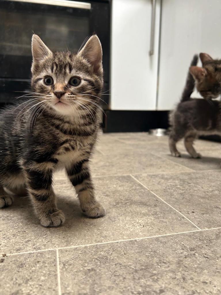 Kittens 