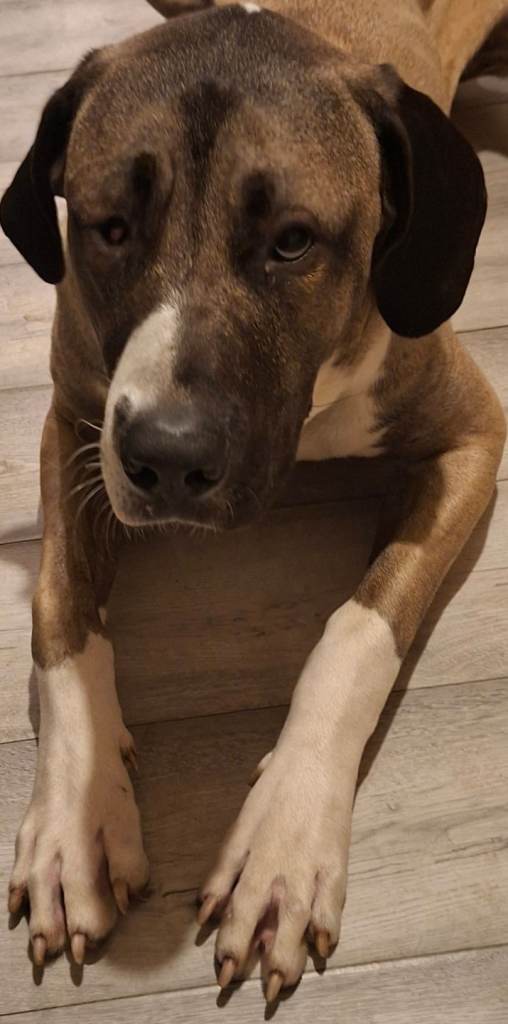 Beautiful Turkish Kangal x Alabai x Bully Kutta