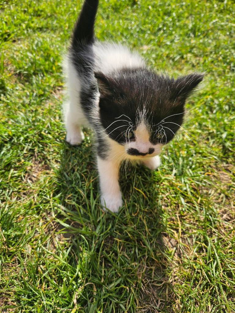 Kitten