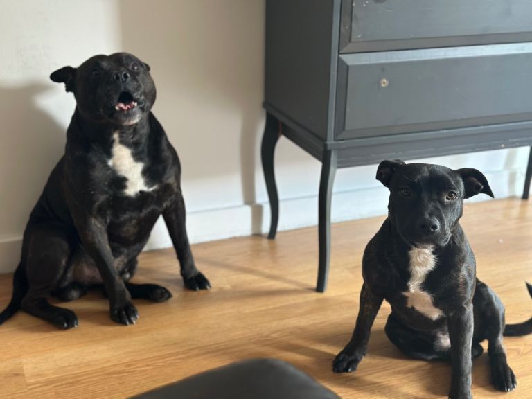 Staffy puppy male 
