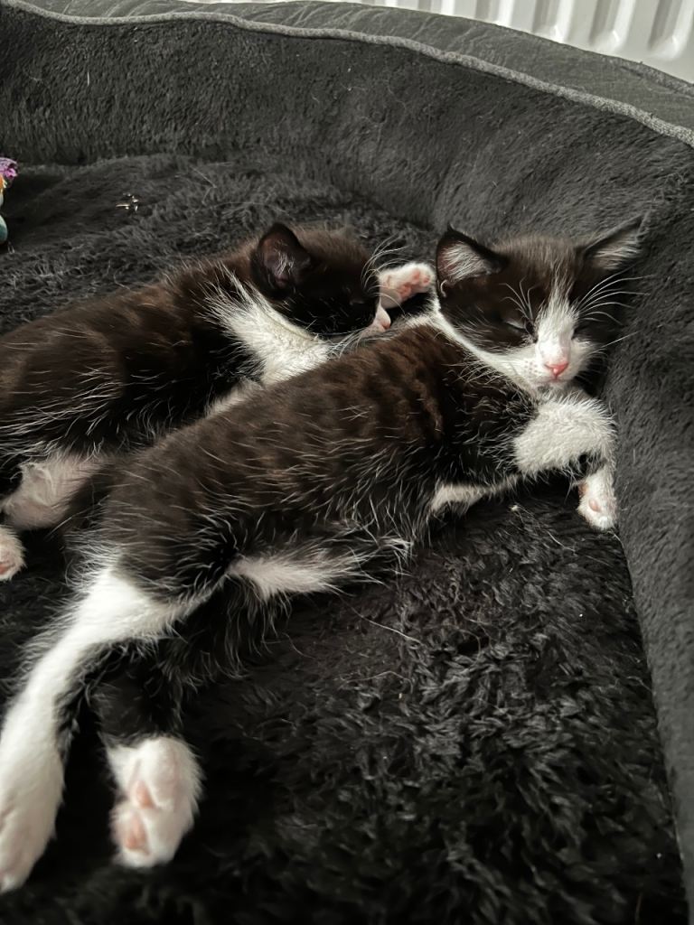 Black and white kittens 