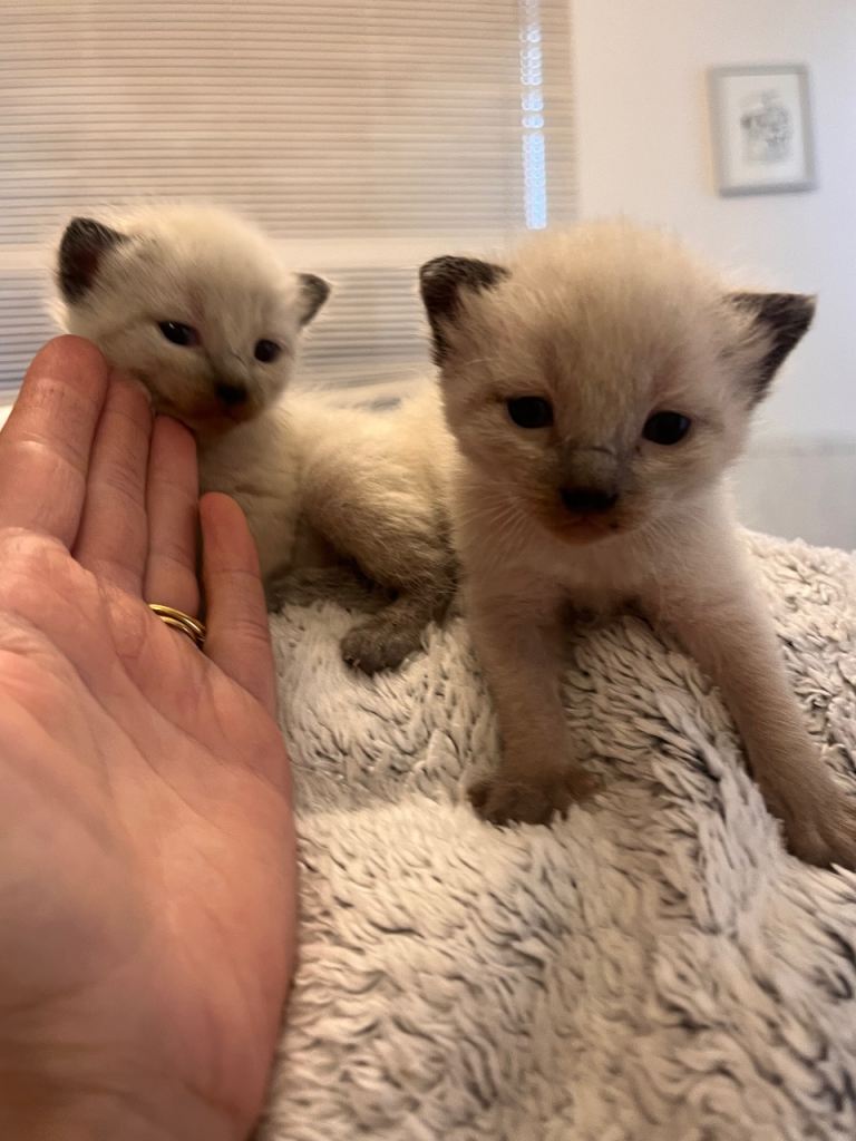 Ragdoll white fluffy kittens
