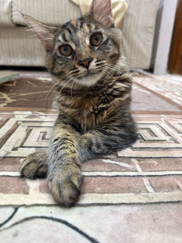 Maine coon cat