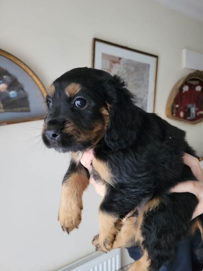 🐶 Cocker Spaniel Puppies for Sale 🐶