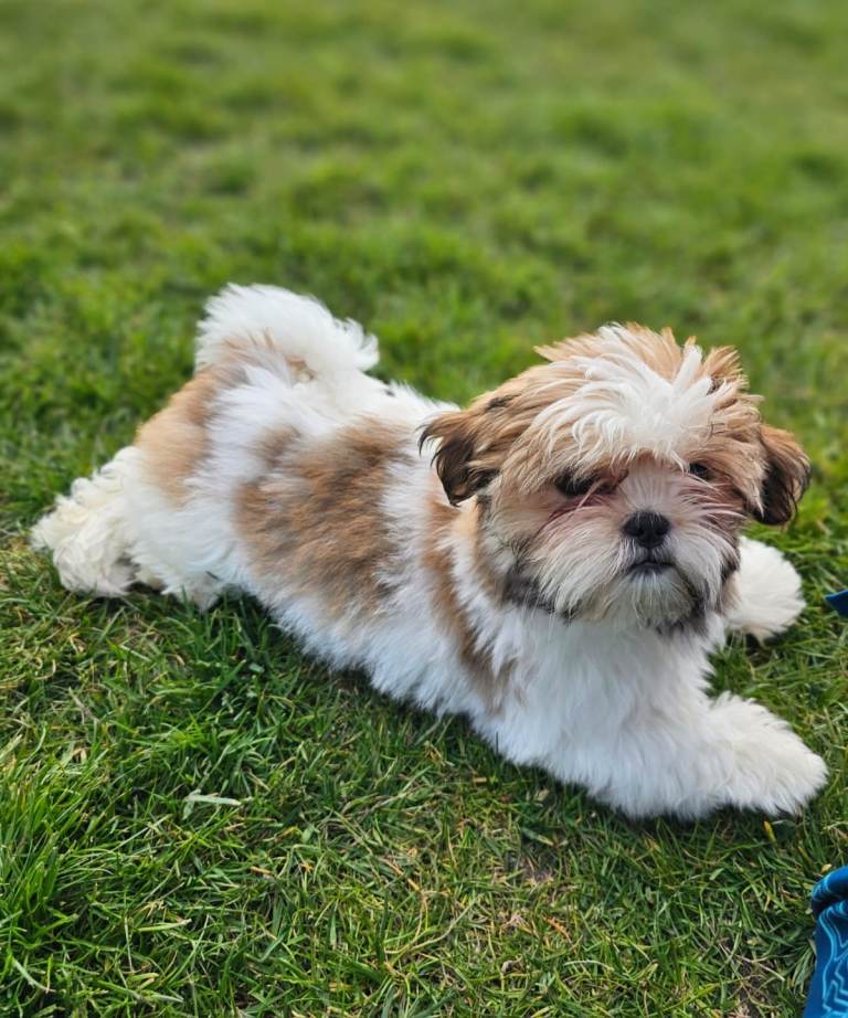 Shih tzu puppies 