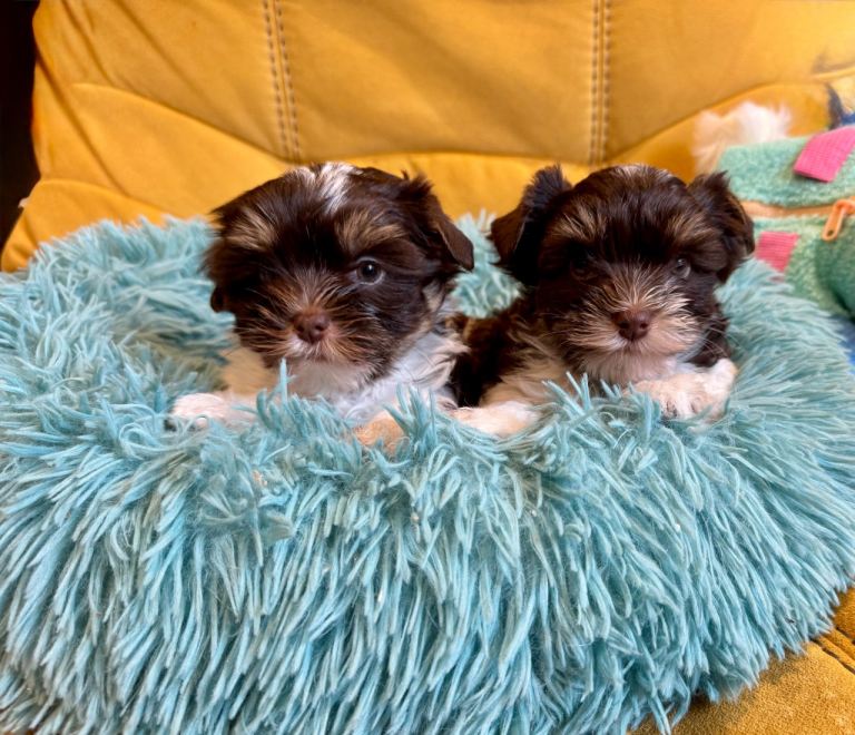 Yorkshire Terrier puppies  *Registered* (biro- chocolate n white) 