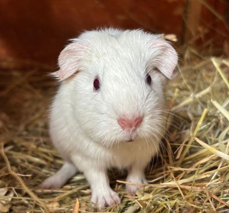 Baby guinea pig boy 