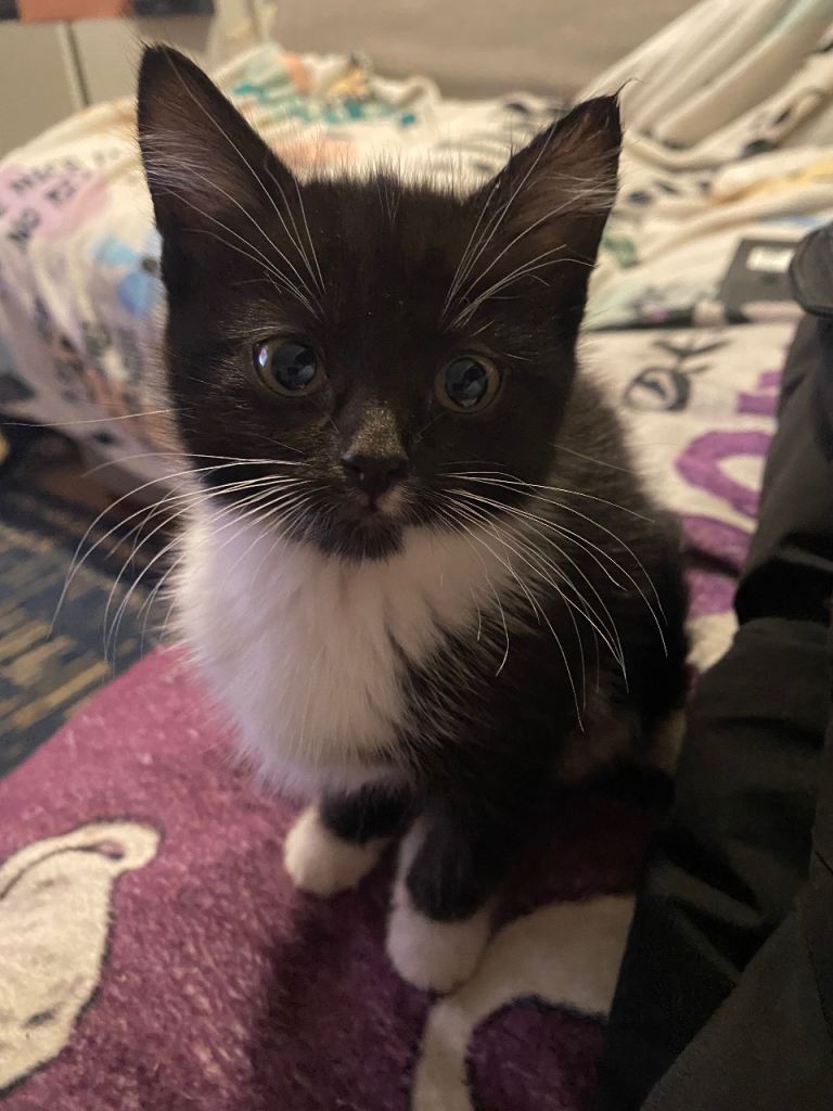 Kittens