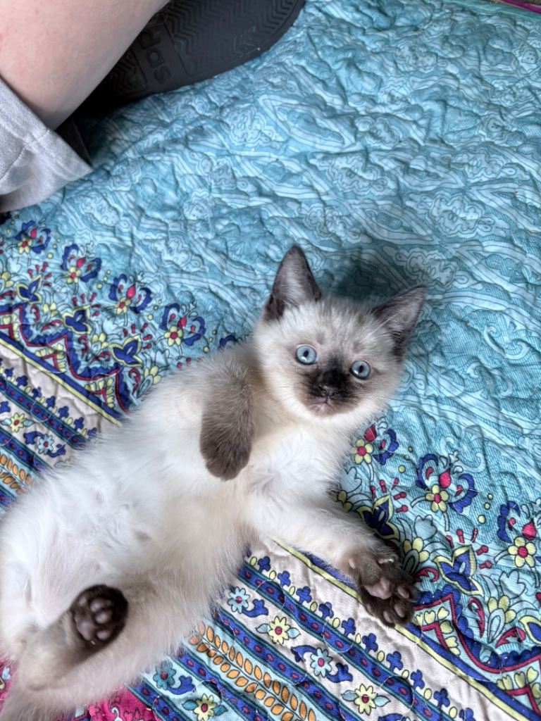 Ragdoll / Maine Coon kittens Ready this weekend