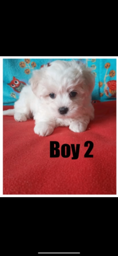 Maltipoo puppies 