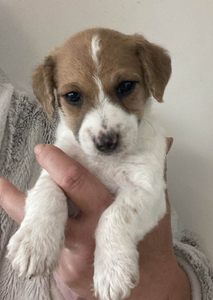 BEAUTIFUL JACKAPOO BOY PUPPY