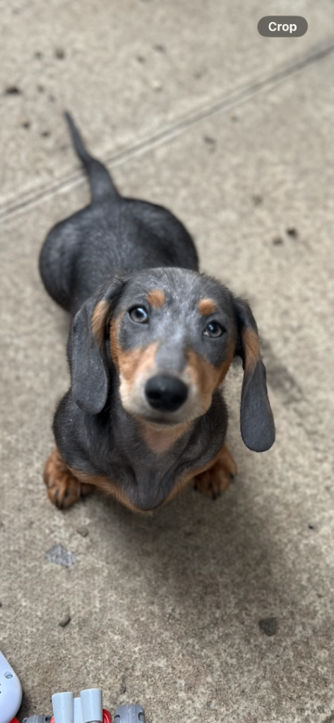 Dachshund 