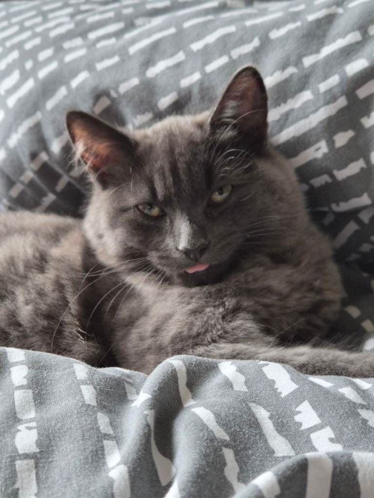 Kitten Lola