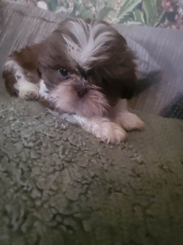 Imperial shitzhu pups