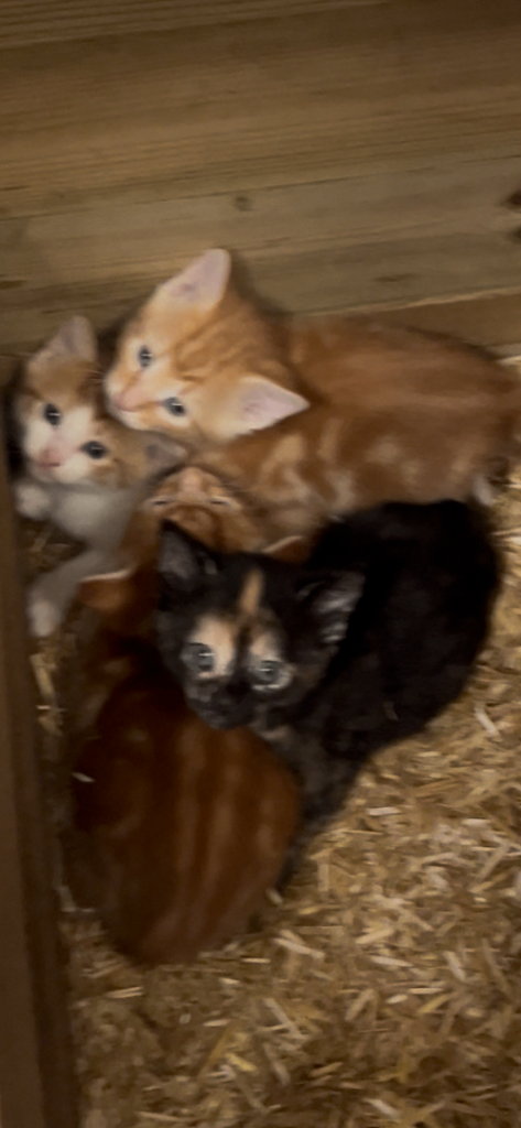 Gorgeous Farm Kittens! 