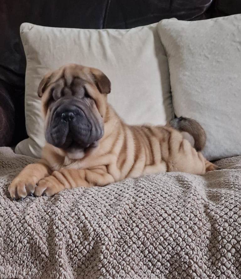 Beautiful Shar Pei Puppies 