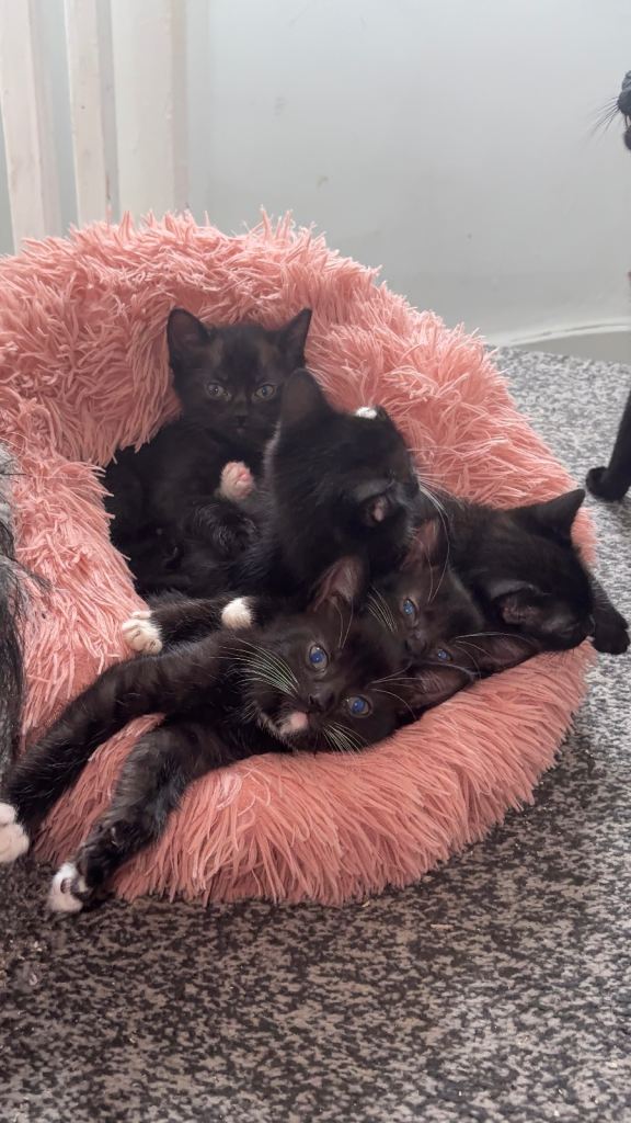 Mixed breed Maine coon kittens