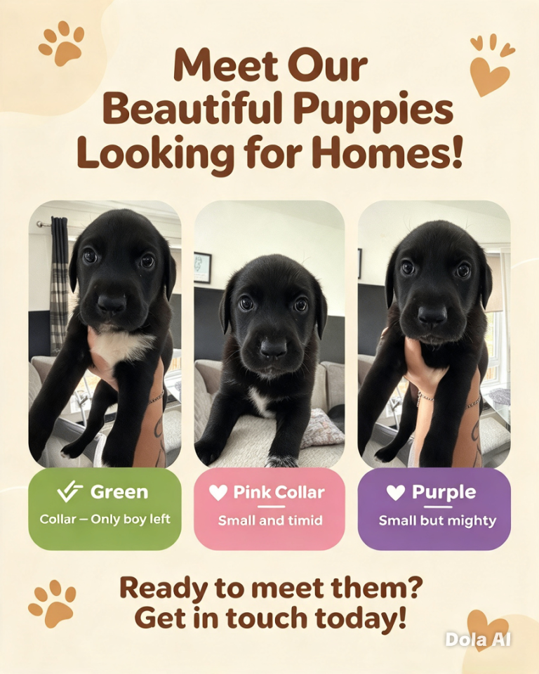 🐾 SHEPOINTER PUPPIES — 🐾