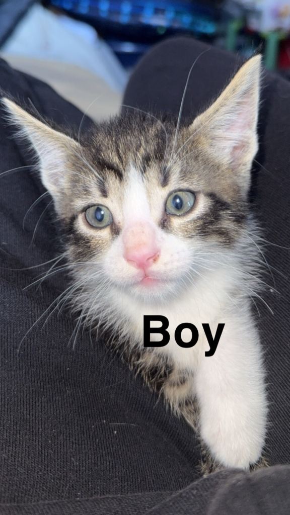 KITTENS FOR SALE!!
