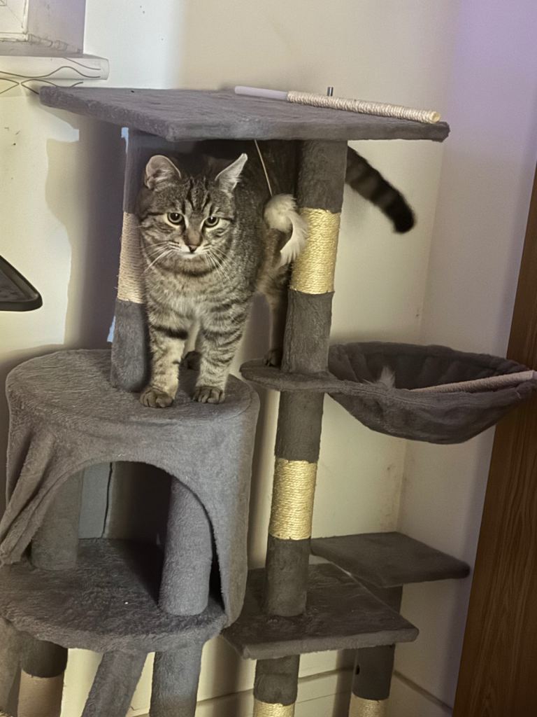 Felix - 10 month old Male kitten for Sale