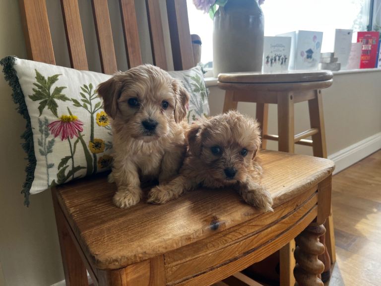 Cavapoo 