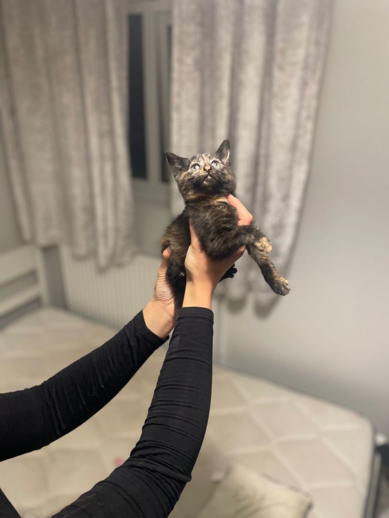 Beautiful most loving kittens for sale mixed colours 