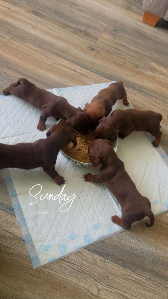 Miniature dachshund puppies