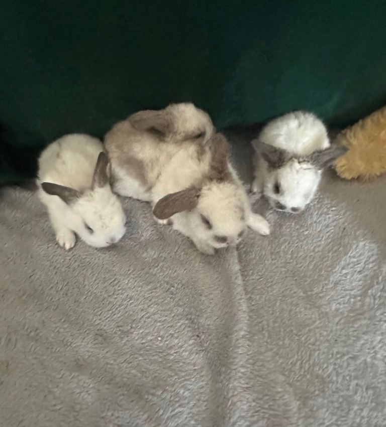 Lion-headed bunnies for sale
