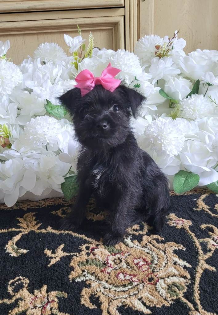 Yorkshire terrier 