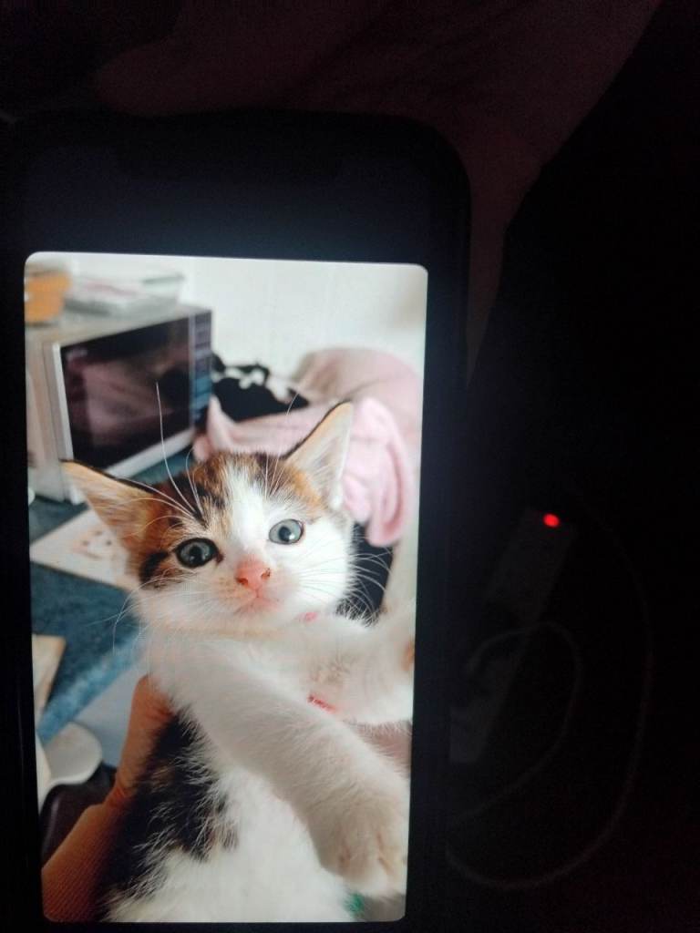 New lovely kittens