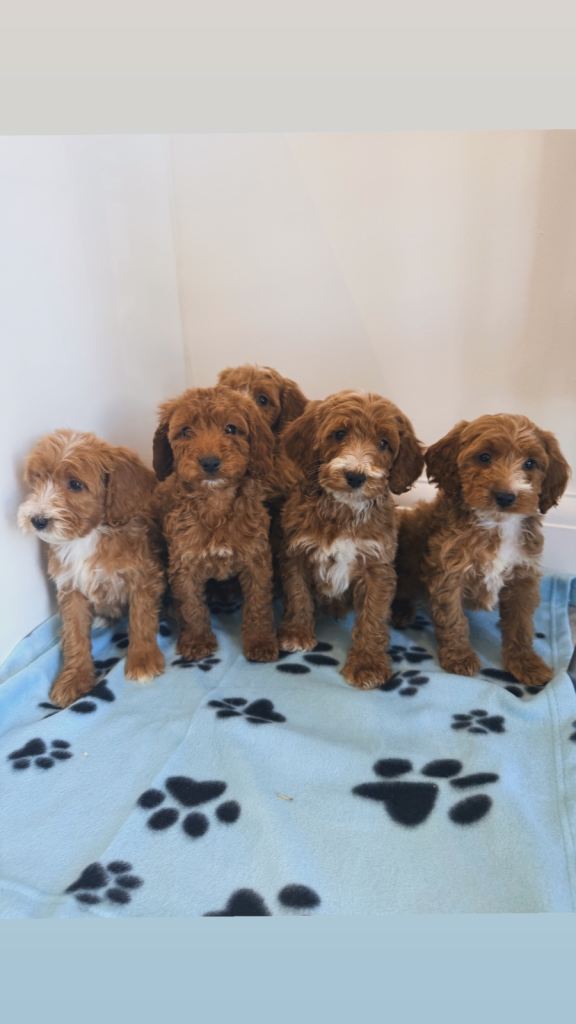 F1 cockapoo puppies boy&girls