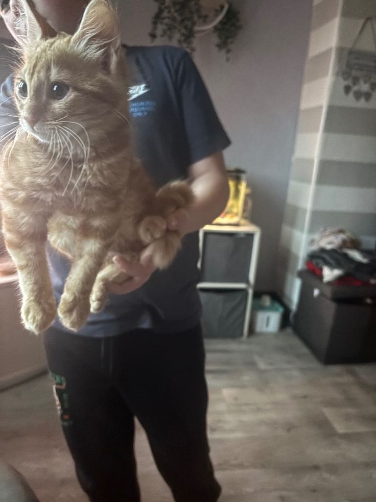 Kittens 
