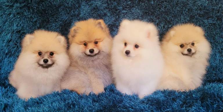 🔥Pomeranian puppies for sale🔥KC reg🔥