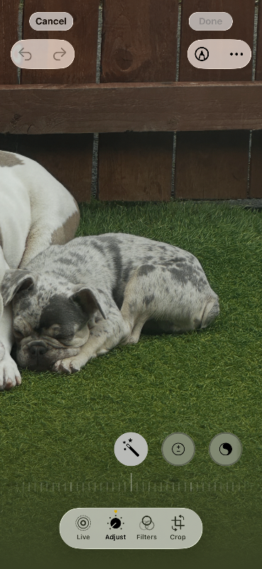 Gorgeous Merle frenchie male 