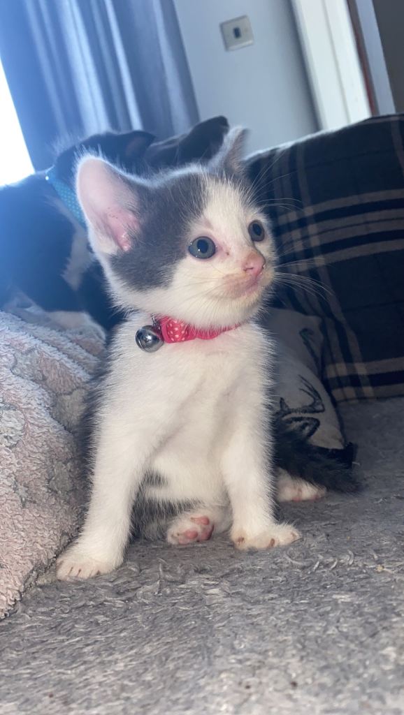 4 kittens for sale