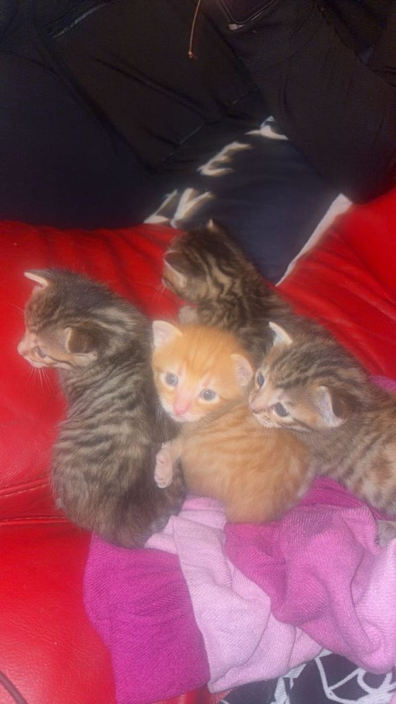 •Kittens!!( bengal x shorthair)