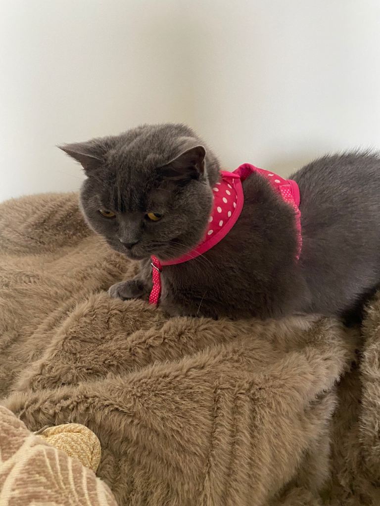 British Shorthaired 