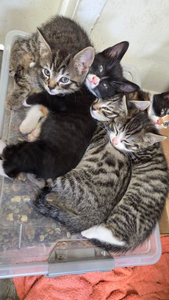 10 wk old kittens 