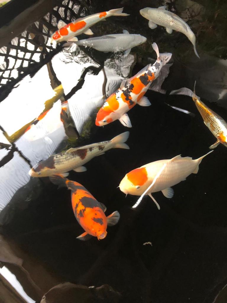 Japanese koi carp