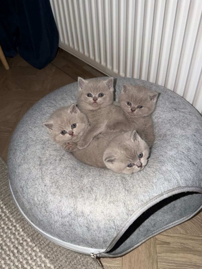 Beautiful lilac British Shorthaired Kittens
