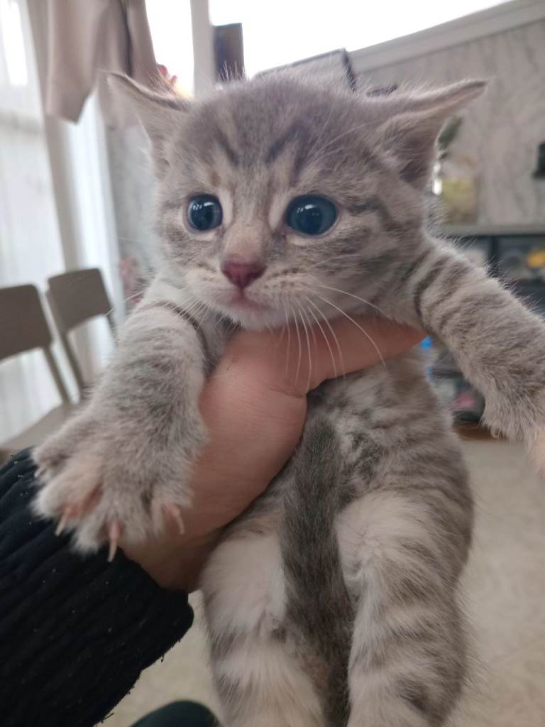 British shorthair kitten bsh