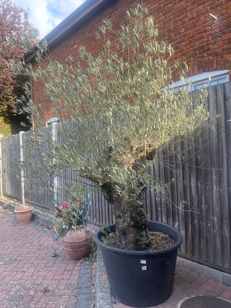 Very Large Established Ancient Olive Tree in Pot – Worth over £1000!