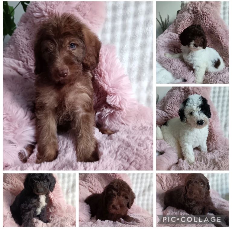 Australian labradoodle puppy’s ready now 