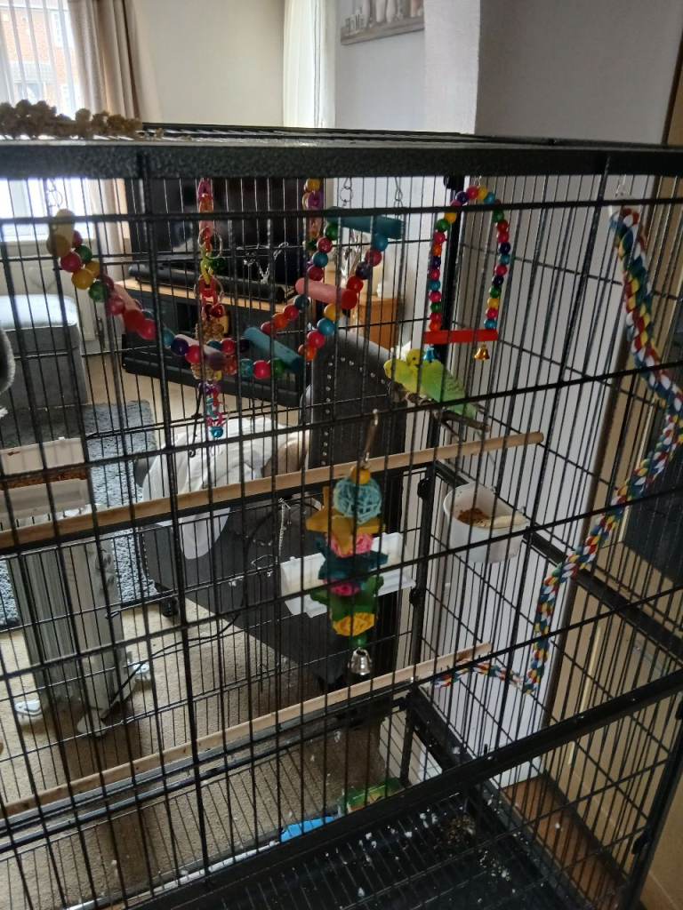 Two yellow  budgies   and cage