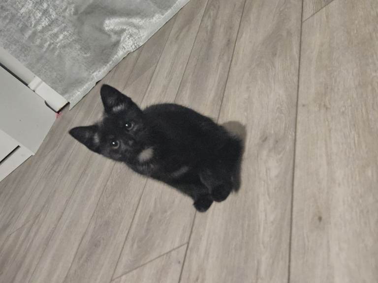  kittens - last girl remaining ready to leave 