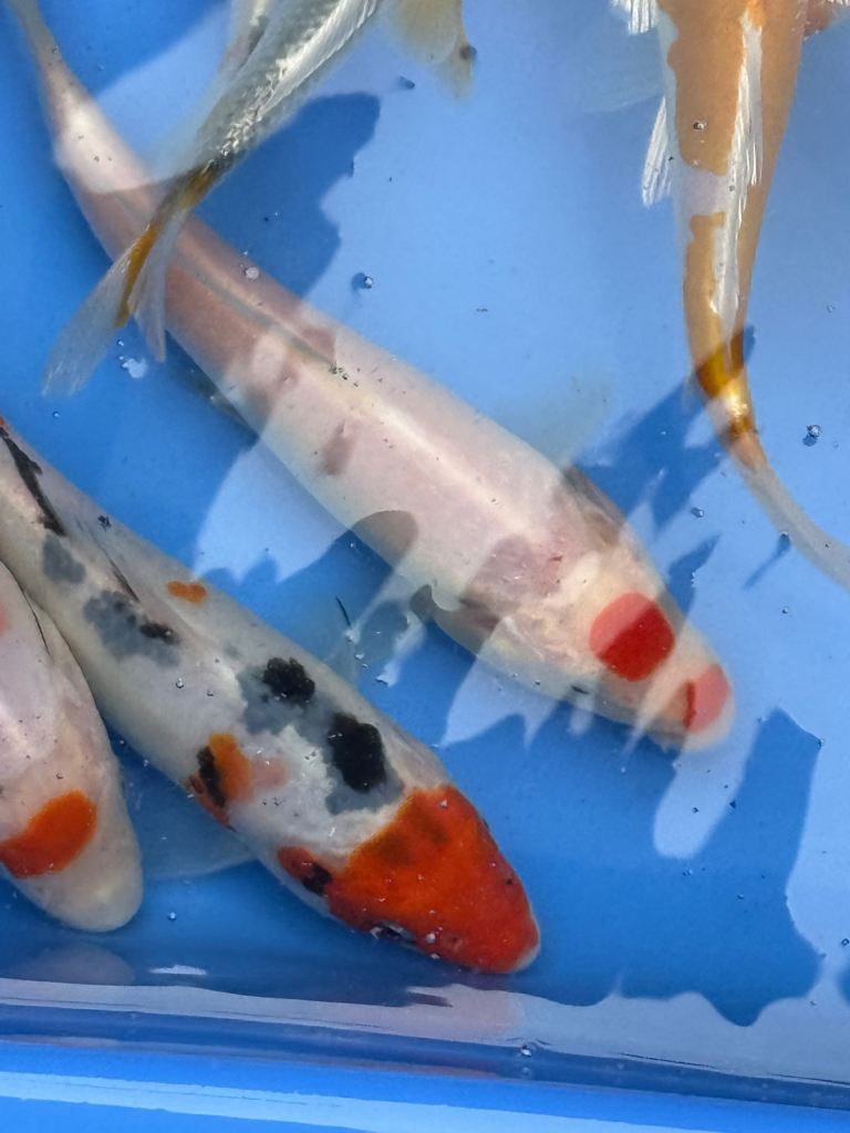 3-4 and 4-5 inch Koi Carp Stunning Colours and Health